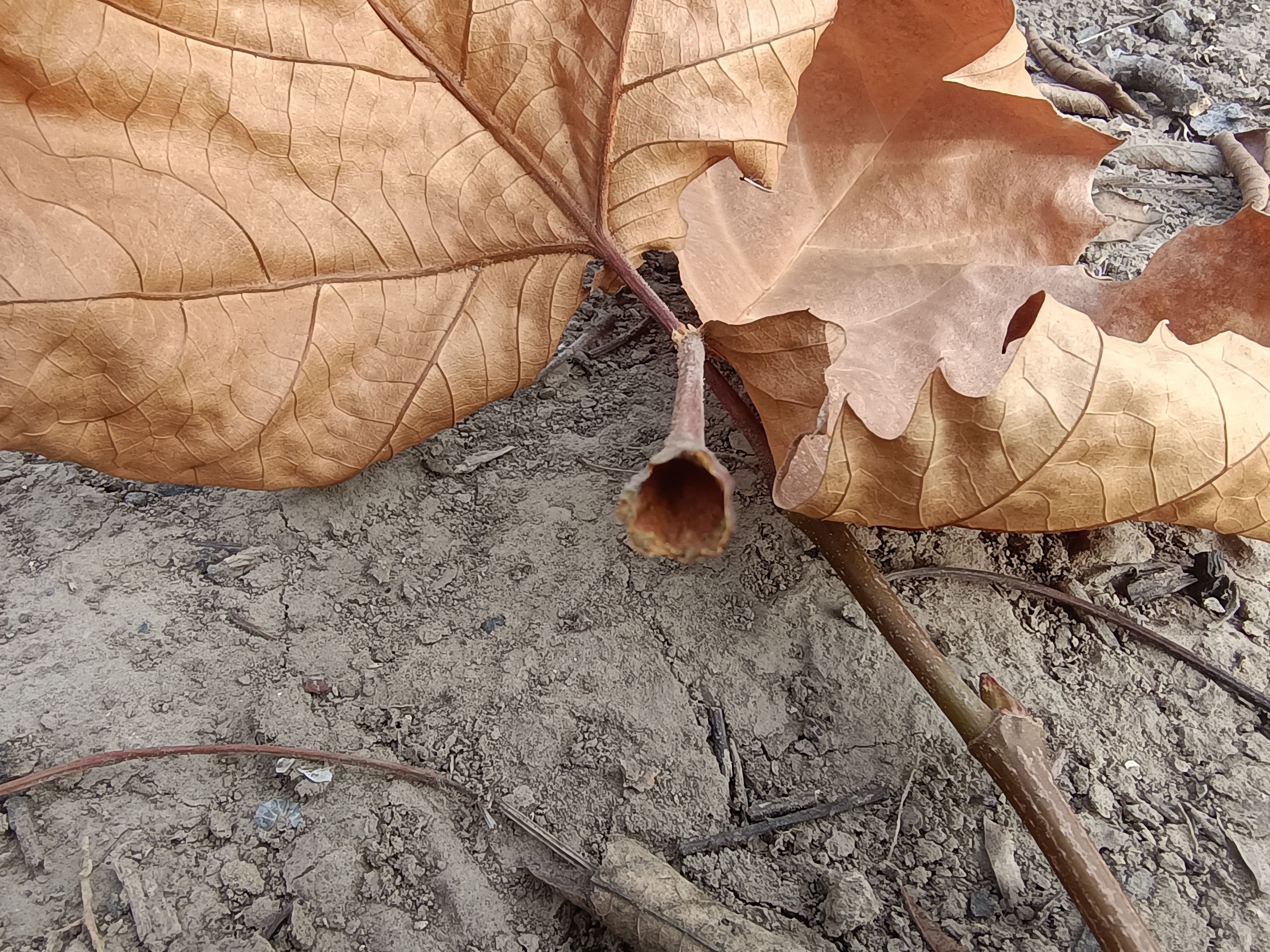 "柄下芽"是什么样的存在?植物的行为和人类的情感是相通的