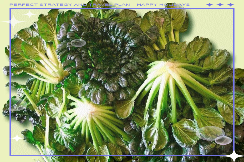 菊花菜的多重健康功效,你都知道吗