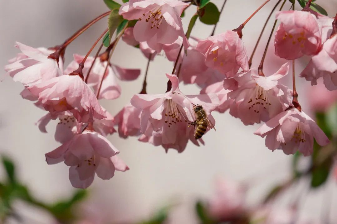 春天有哪些花开放颜色图片