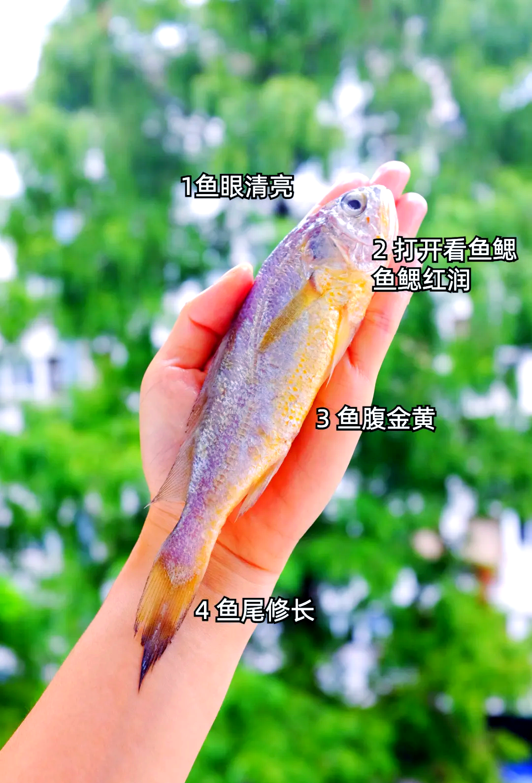 尝鲜舟山野生小黄鱼,感受春天的独特美味与营养