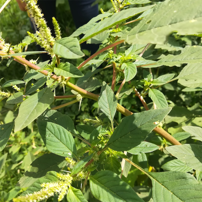 干旱背景下入侵植物对土壤固氮菌群落结构之影响