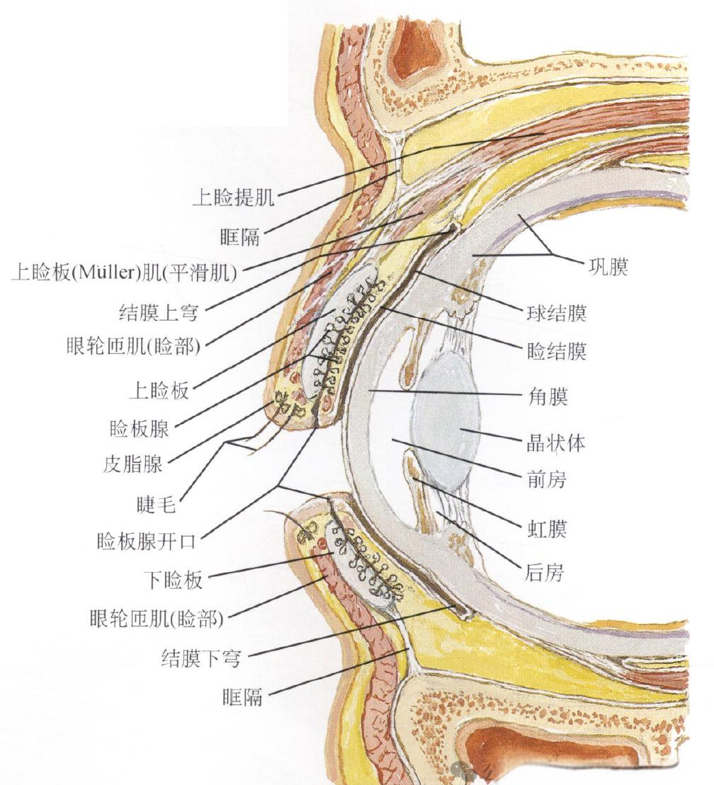 眼睑,这一覆盖在眼球前方的双层结构,由外层的皮肤,内层的结膜以及