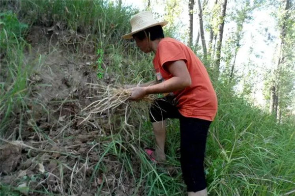 為什麼古代鬧蝗災的時候,人們寧願啃樹皮吃草根,也不抓蝗蟲吃呢