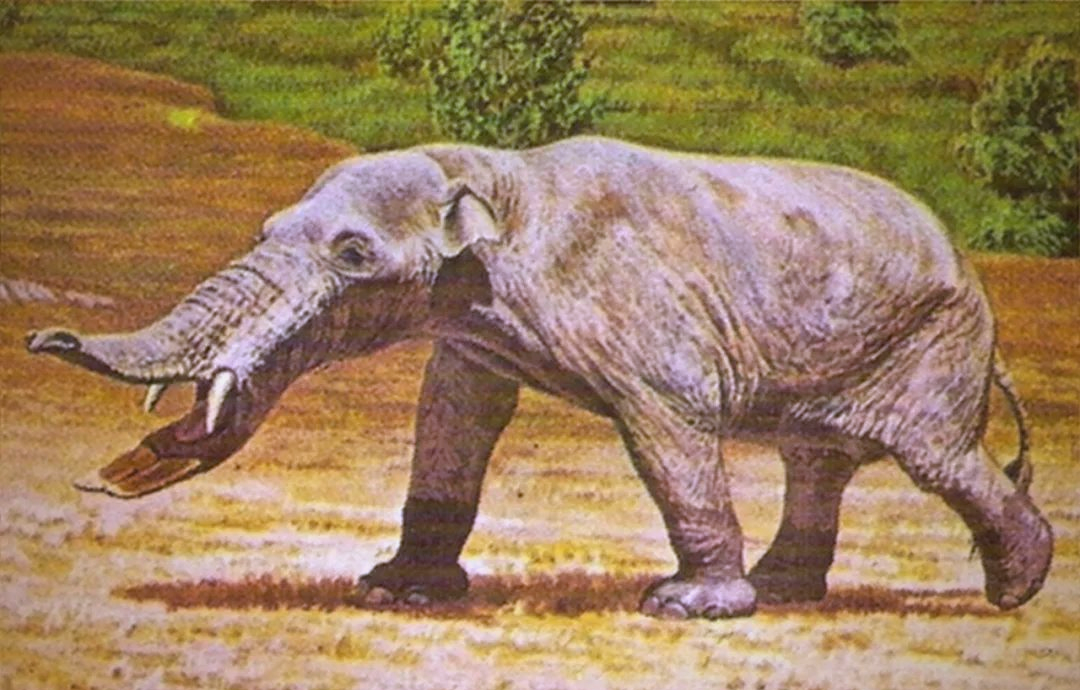 探索史前大象世界:铲齿象的独特外貌与生存之道