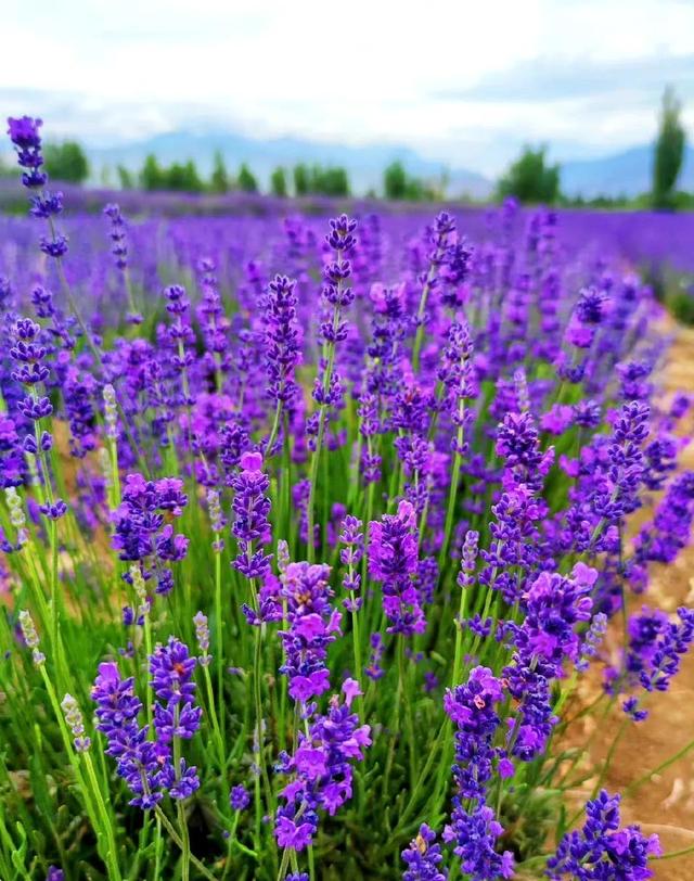 夏日里的薰衣草,是唯美的紫色,是阵阵的清香,是浪漫地代表!