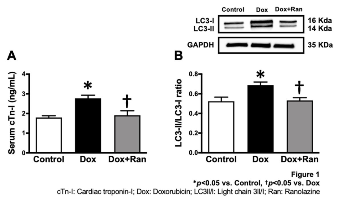 2021 esc|雷诺嗪通过抑制过度自噬对阿霉素诱导心脏毒性大鼠模型发挥