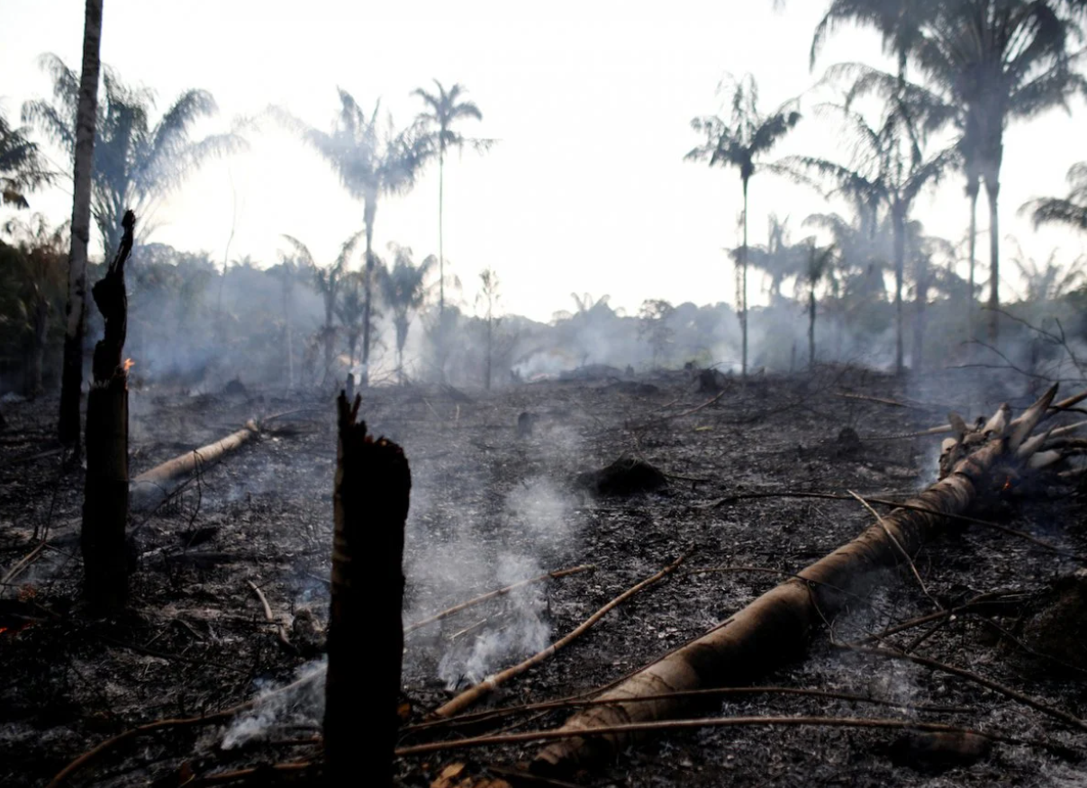 学者警告:亚马逊雨林,最快5年即可变为草原,或导致全球性灾难