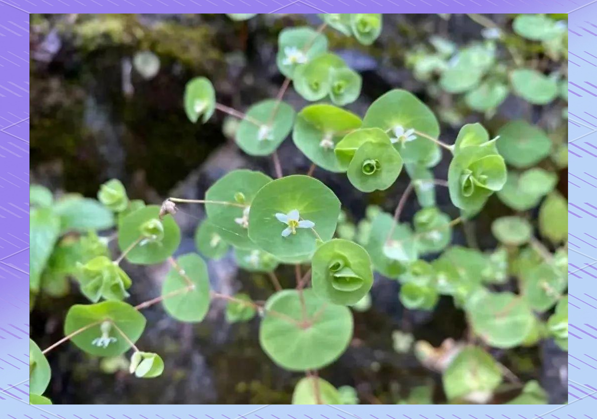 穿心莲:清热解毒,止痛的珍贵草本植物,茎从叶中心穿过