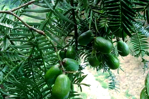 榧子：一种具有多种功效的中药材