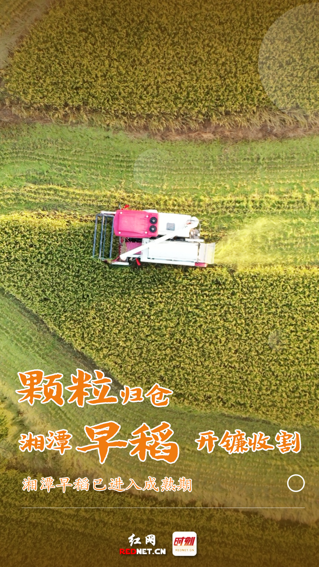 海报丨湘潭:早稻收割忙 谷粒满盈仓