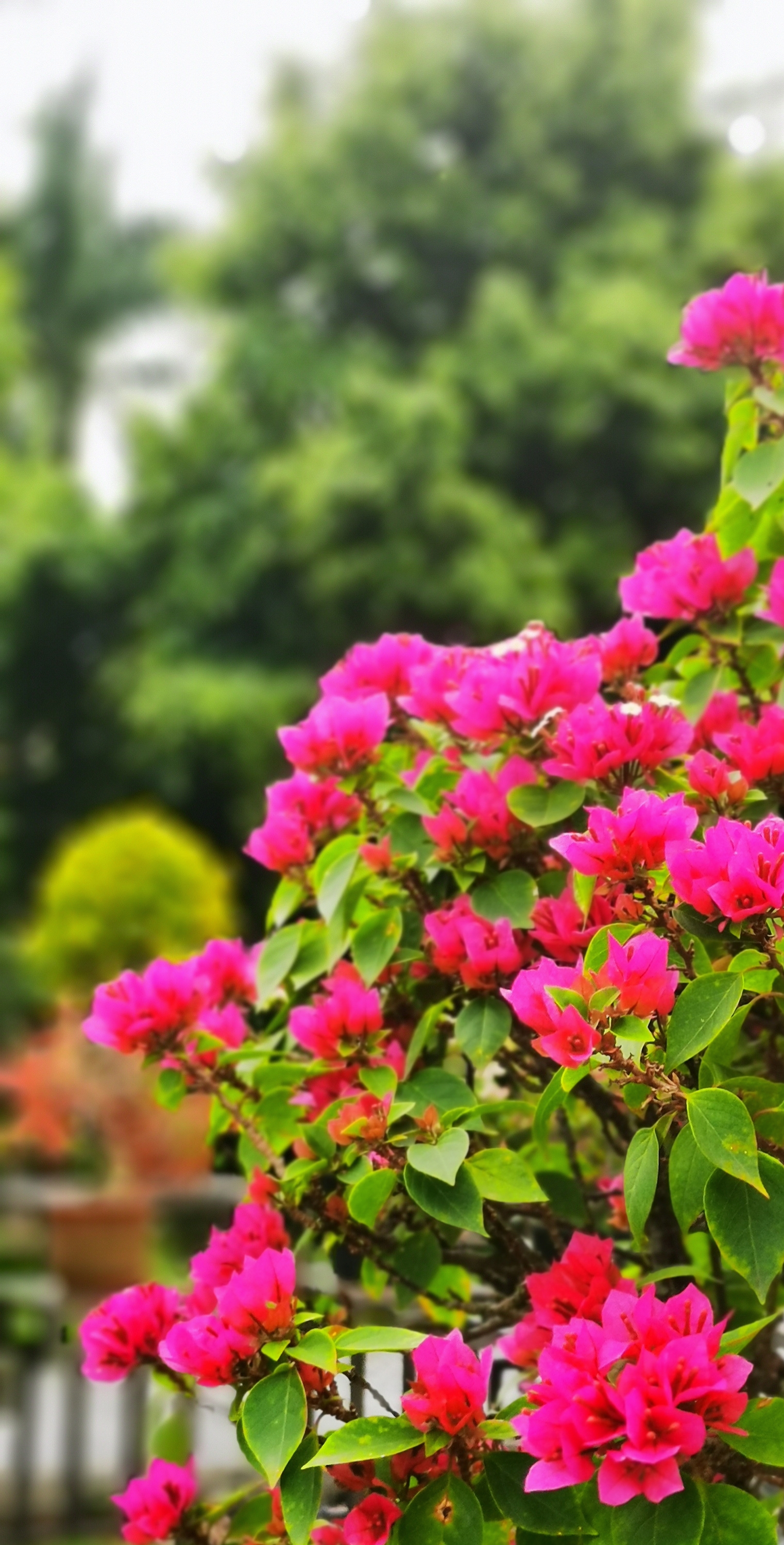 手机摄影课程:春天花会开,深圳公园里的那些花儿怎么拍?