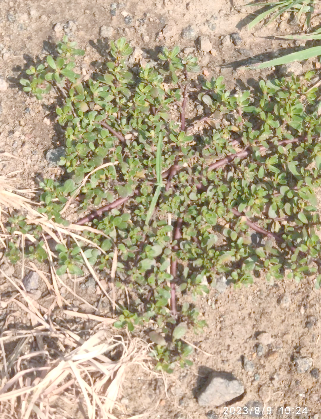 自然笔记:马齿苋种子的奇迹,展现生命的奋斗与辉煌