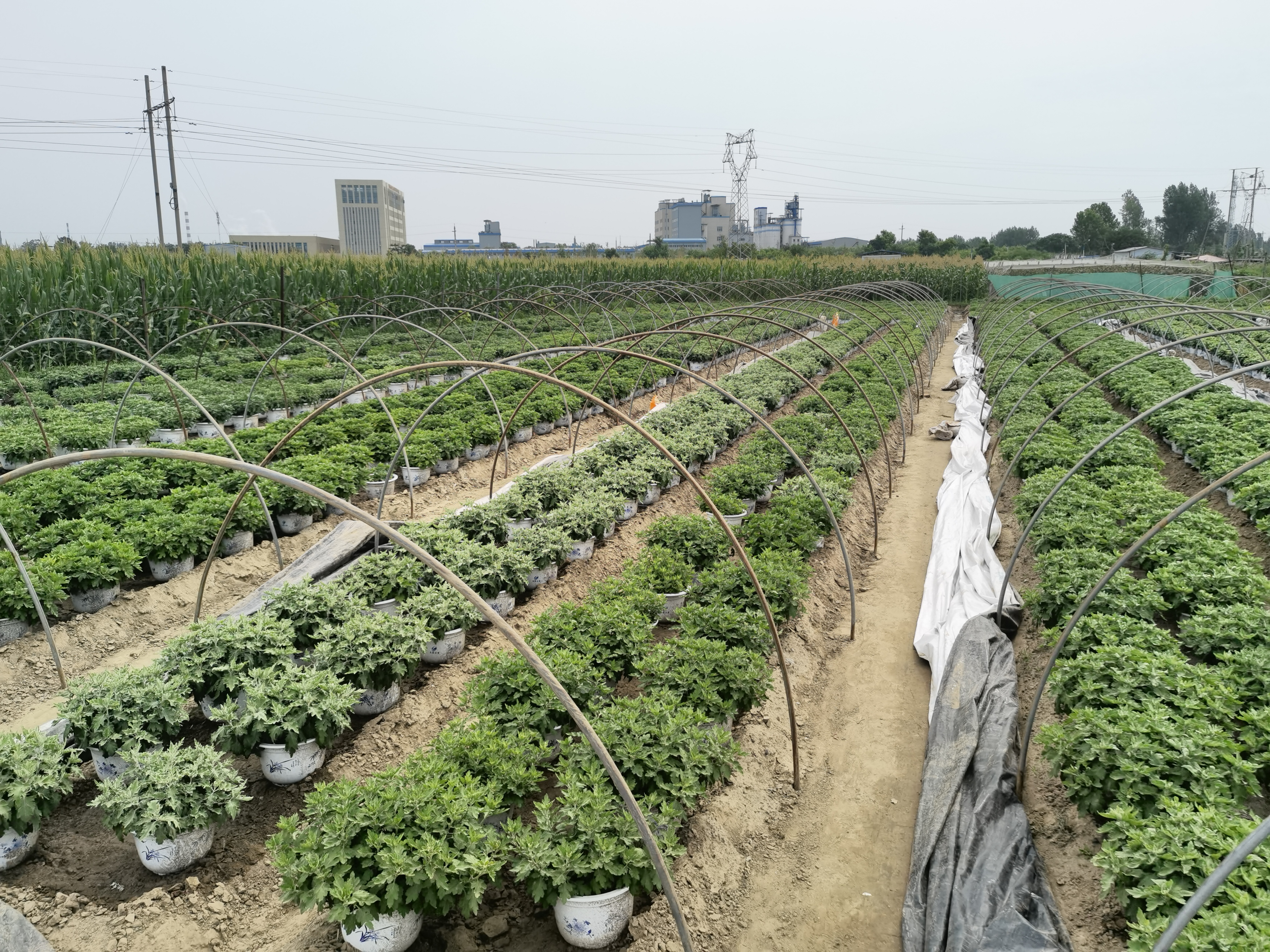 菊花苗景茂图片