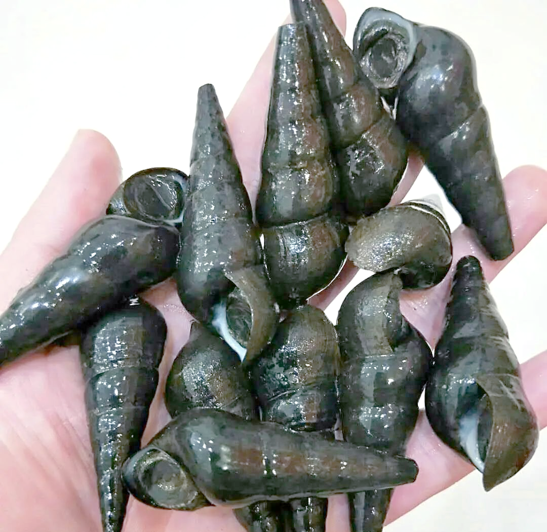 广东秋季的鲜美山坑螺,你不可错过!