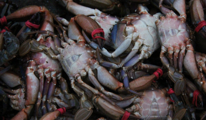 帝王蟹蟹蛭是什么