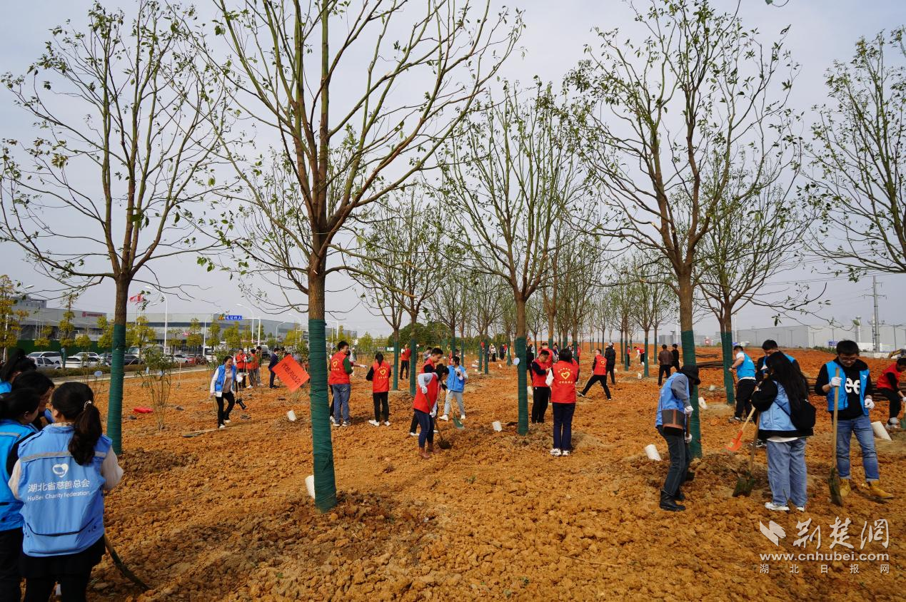 湖北省慈善总会联合爱心企业开展公益植树活动