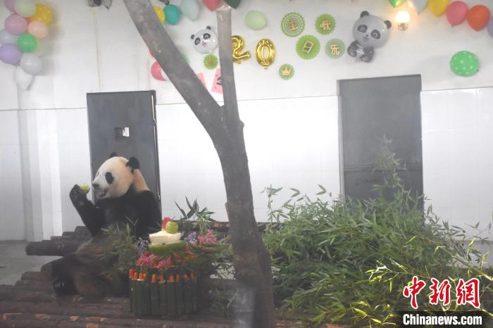 秦岭大熊猫研究中心首只人工繁育大熊猫"楼生"迎来20岁生日