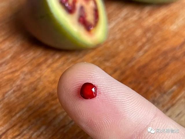 树番茄,红宝石一般的种子