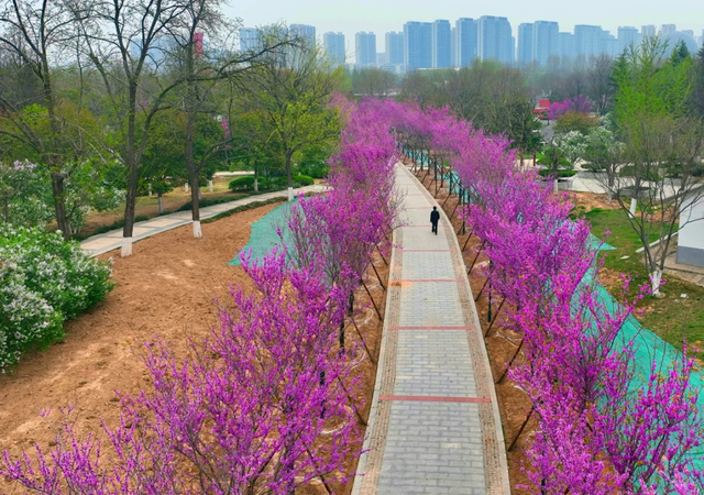 一起看花海!商丘市日月湖景区紫荆树花盛开