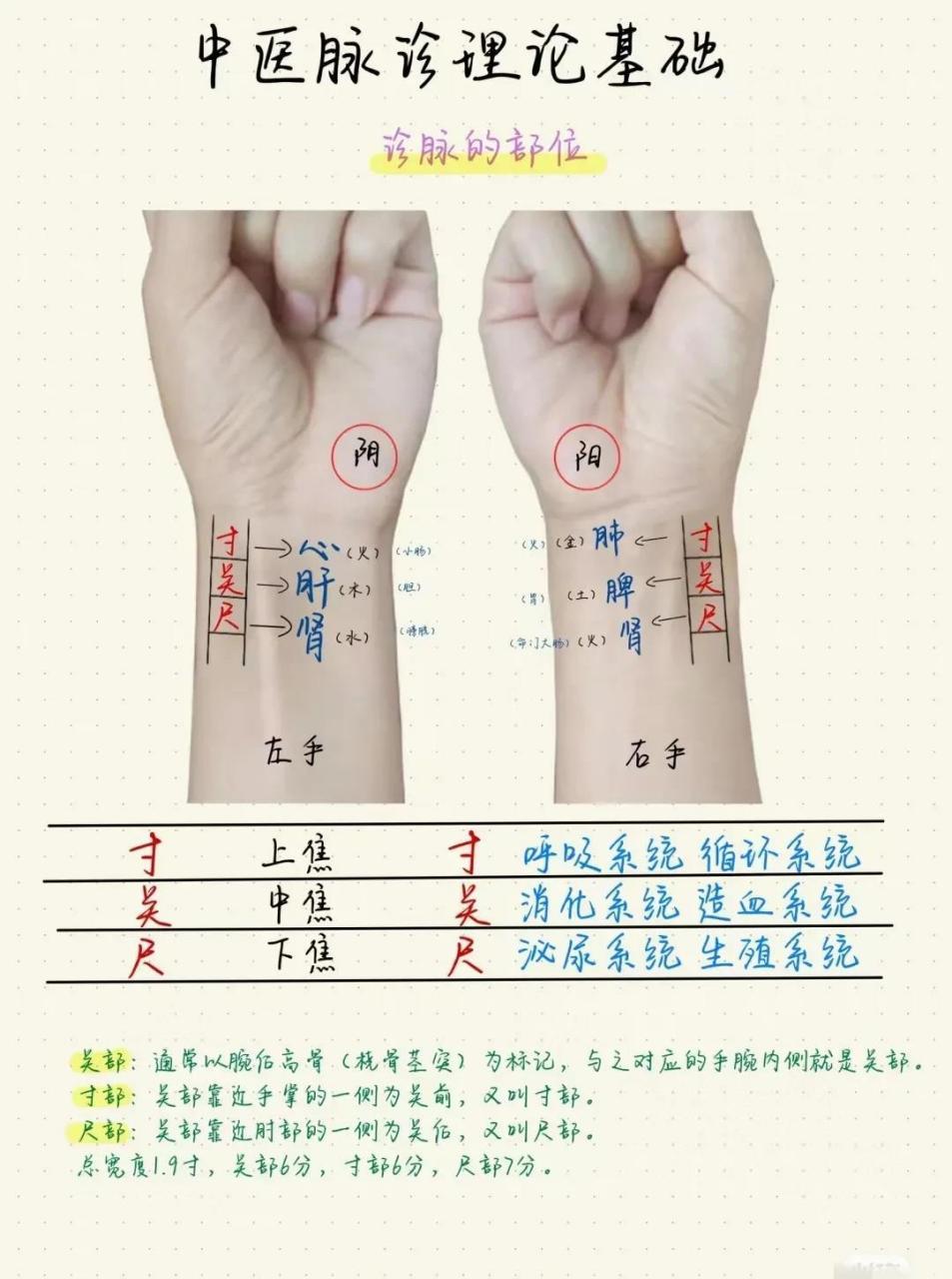 中医脉诊基础知识图,一看就会[给力] 左右手分三段,分别为寸关尺.
