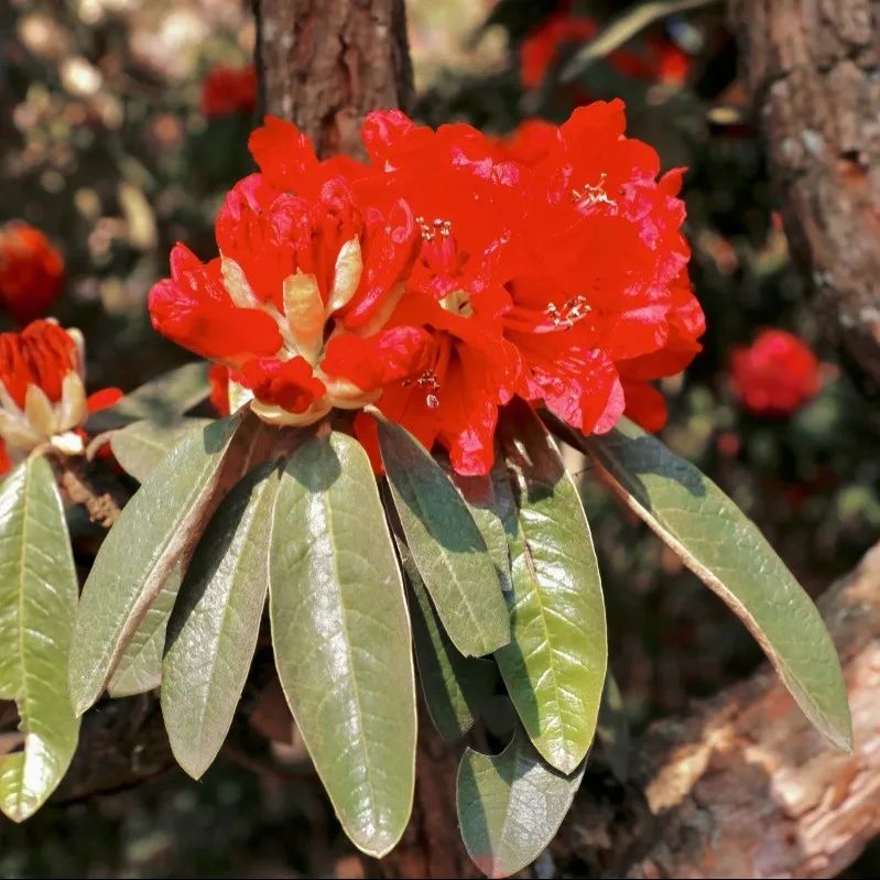 百里杜鹃漫山花海美到失语,清明出游刚刚好