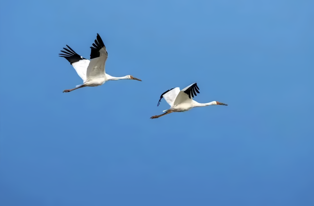 来岳阳市气象局与东洞庭湖保护区紧密合作,根据洞庭湖畔周边气候背景