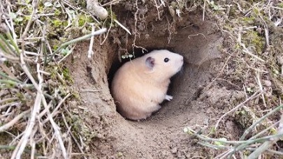野生仓鼠搭窝的过程