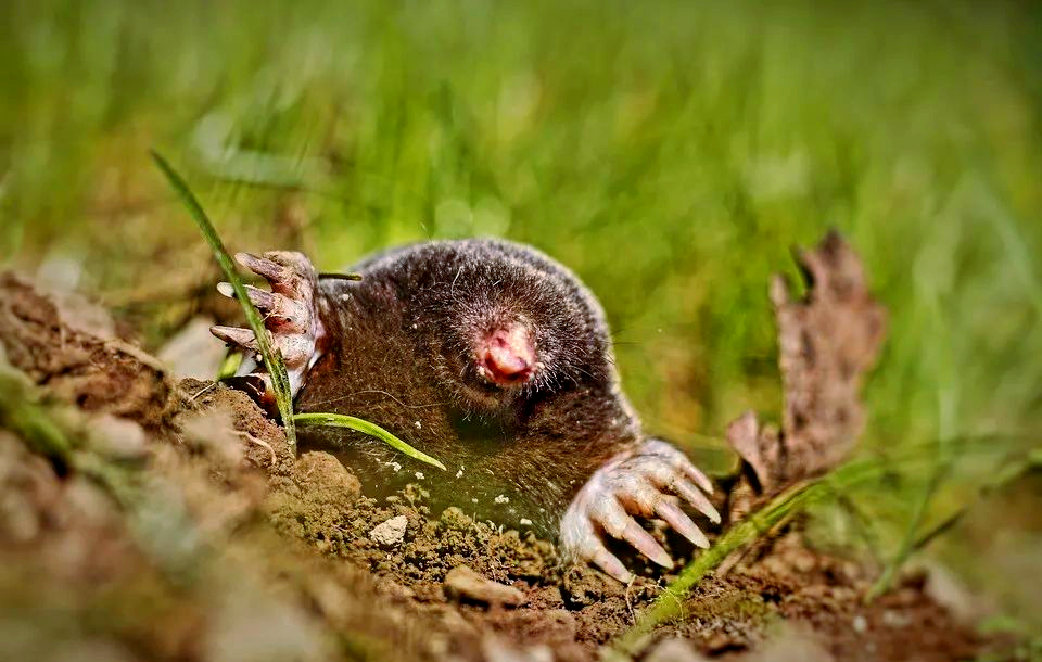 鼹鼠:多样身份的哺乳动物,从地球到火星的探索者