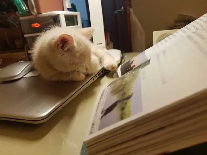 小猫咪看书,原来也犯困啊!