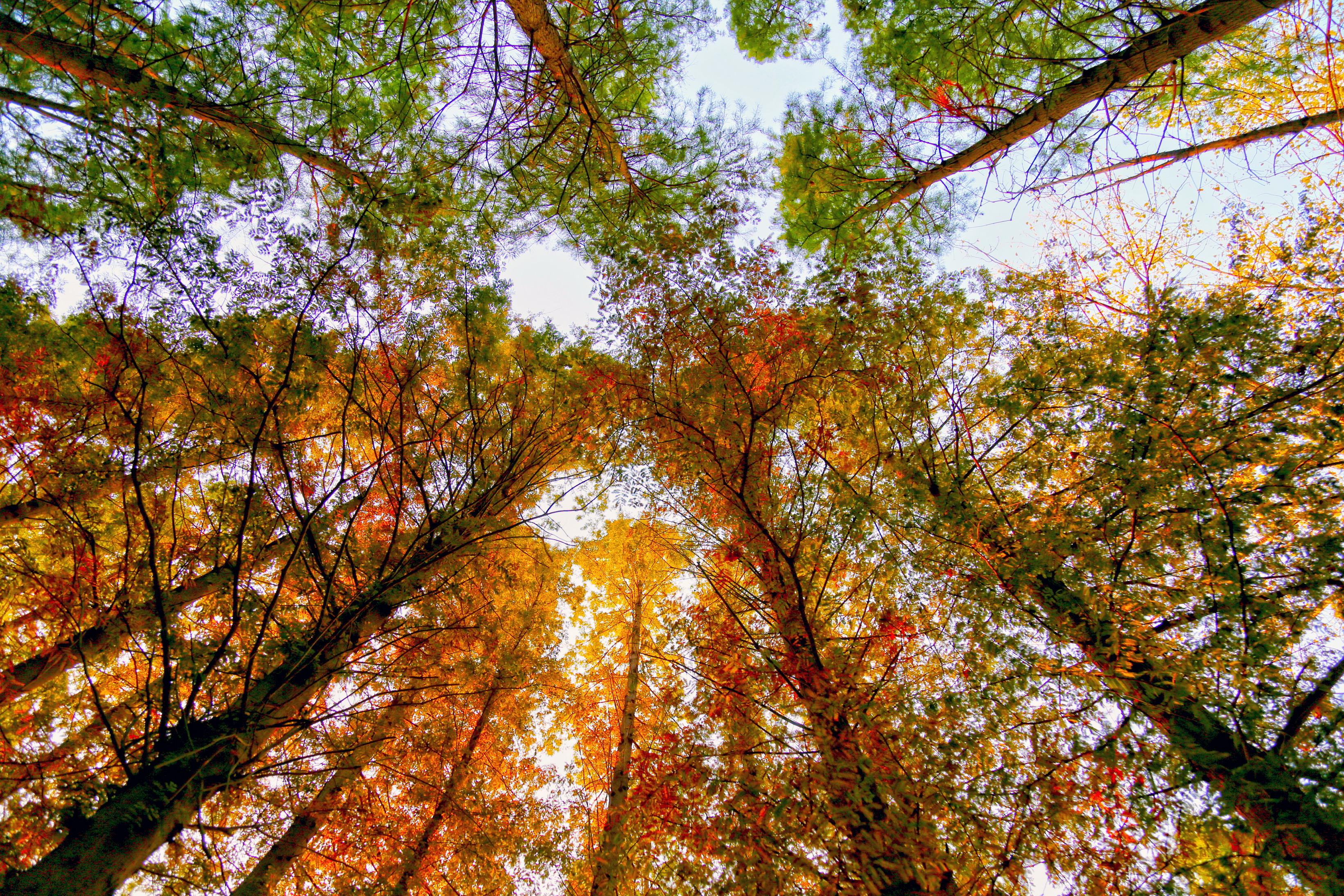 山东日照海滨国家森林公园呈现秋夏交融美景