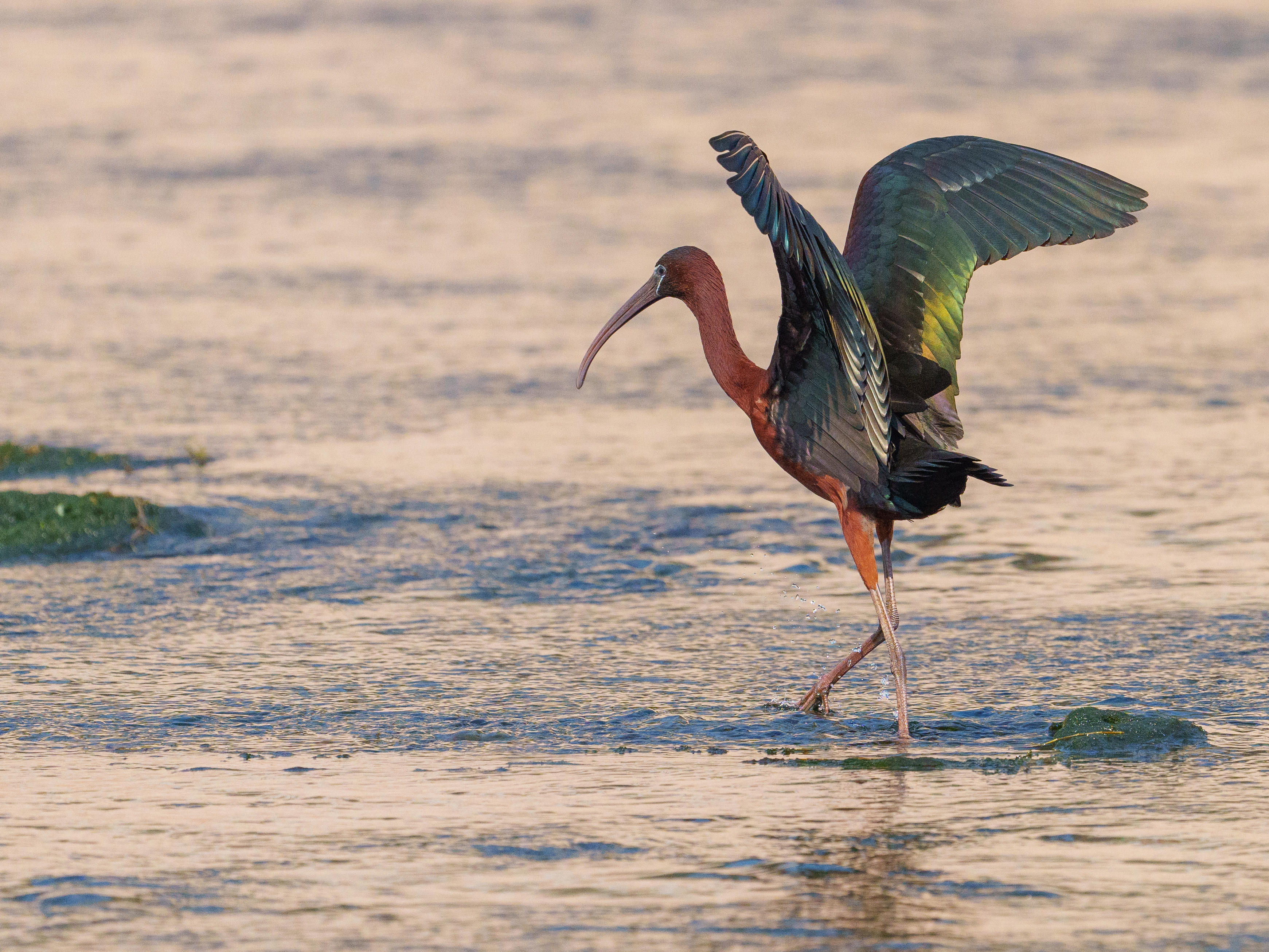 国家一级保护野生动物彩鹮首次现身四川凉山会东县|图集
