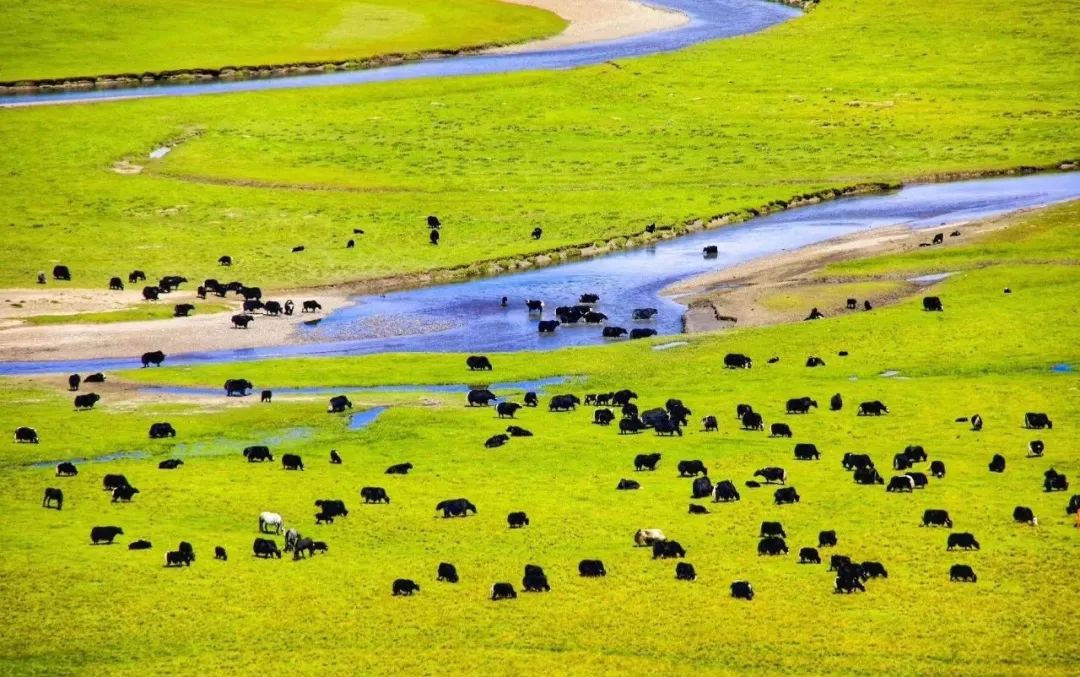 野花肆意绽放在漫泽塘湿地大草原上绿茵茵的草原被点缀上了斑斓的色彩