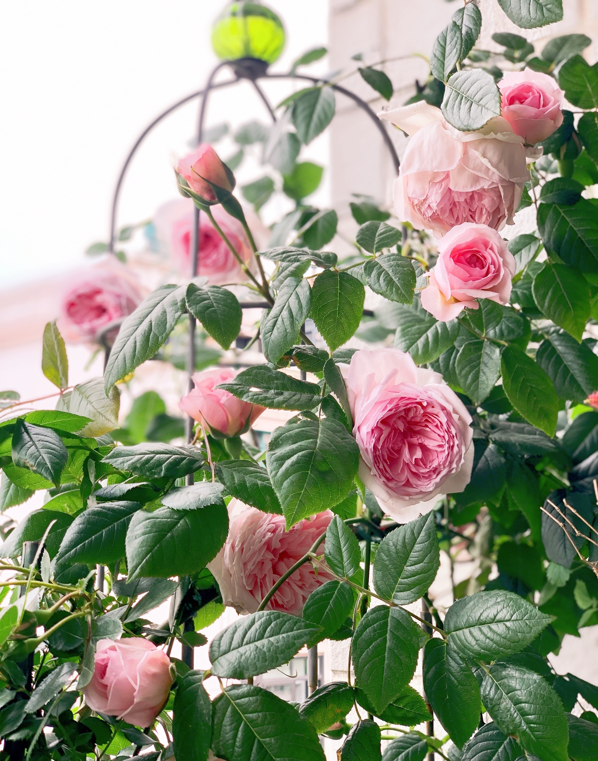 6种小型藤本月季,阳台也可以养,丰花勤花,能让你的阳台变花海