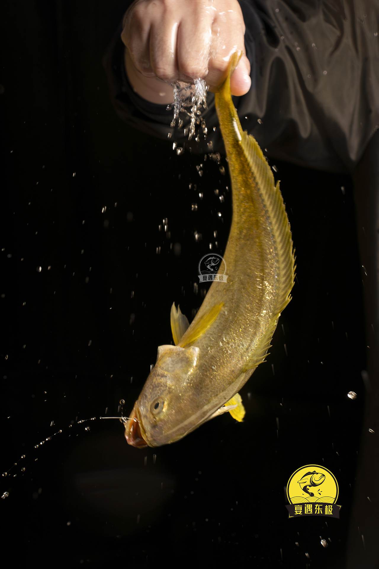 关于东极岛正宗东海活黄鱼的问题,渔叔5分钟一次性告诉你