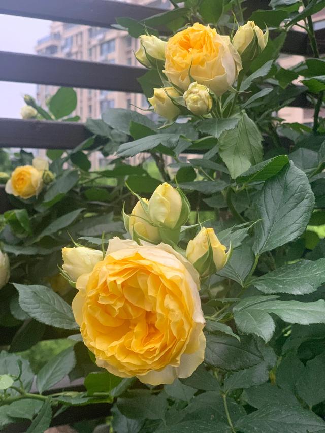 阳台月季金丝雀,365天在开花,值得人手一棵!