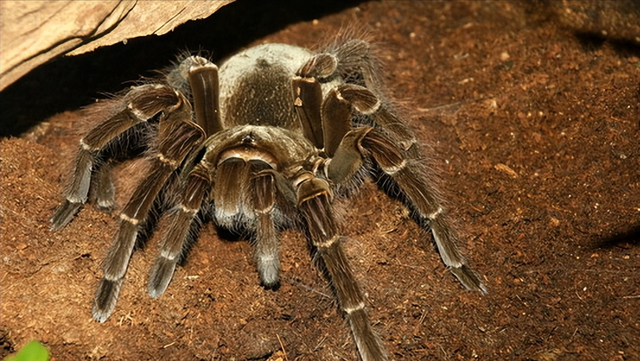 亚马逊森林 恐怖生物图片