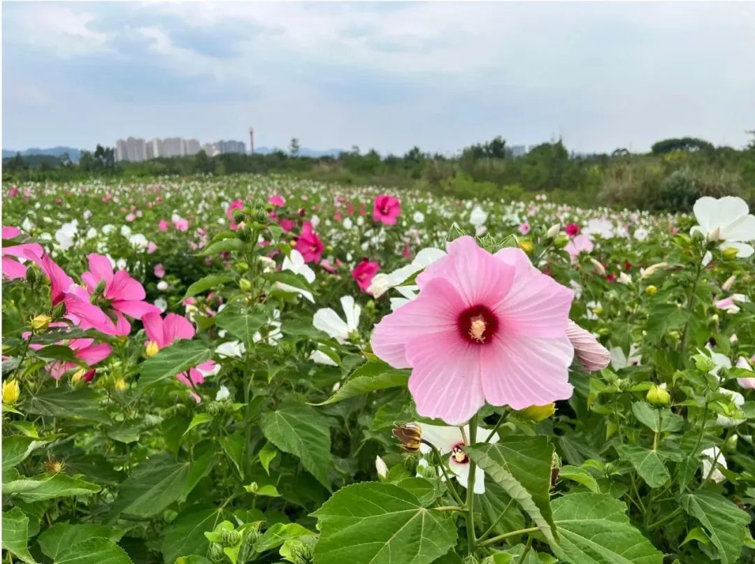 嘿成都这一大片向日葵花海拍了拍你