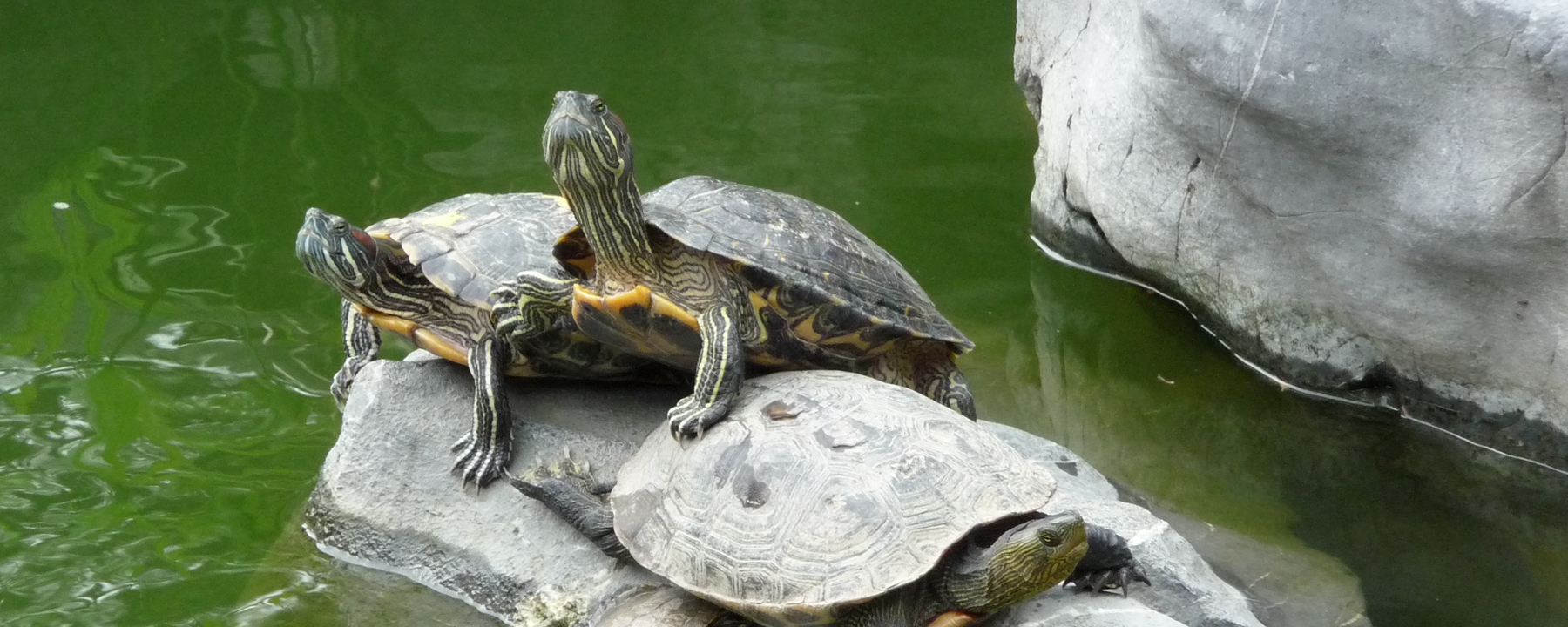 乌龟生活在什么环境?水温多少合适养乌龟?