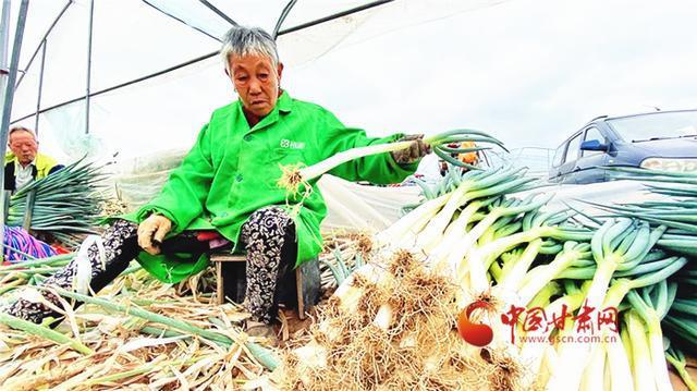 「小康圆梦·看甘肃」兰州榆中王保营村:大葱产业助农增收