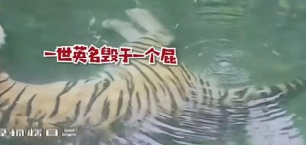 社死!东北虎在水池放屁,被游客围观还全网转发