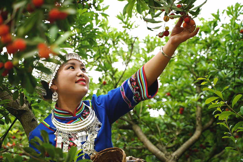 采杨梅的小阿妹