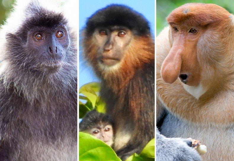 生殖隔离或是伪命题?婆罗洲杂交猴诞下的后代,有可能是新物种?
