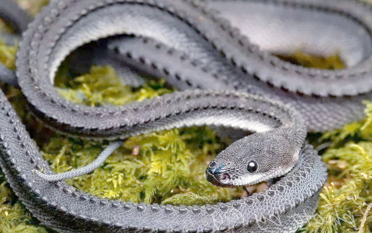 爪哇闪皮蛇:一种极似龙的奇特蛇类!