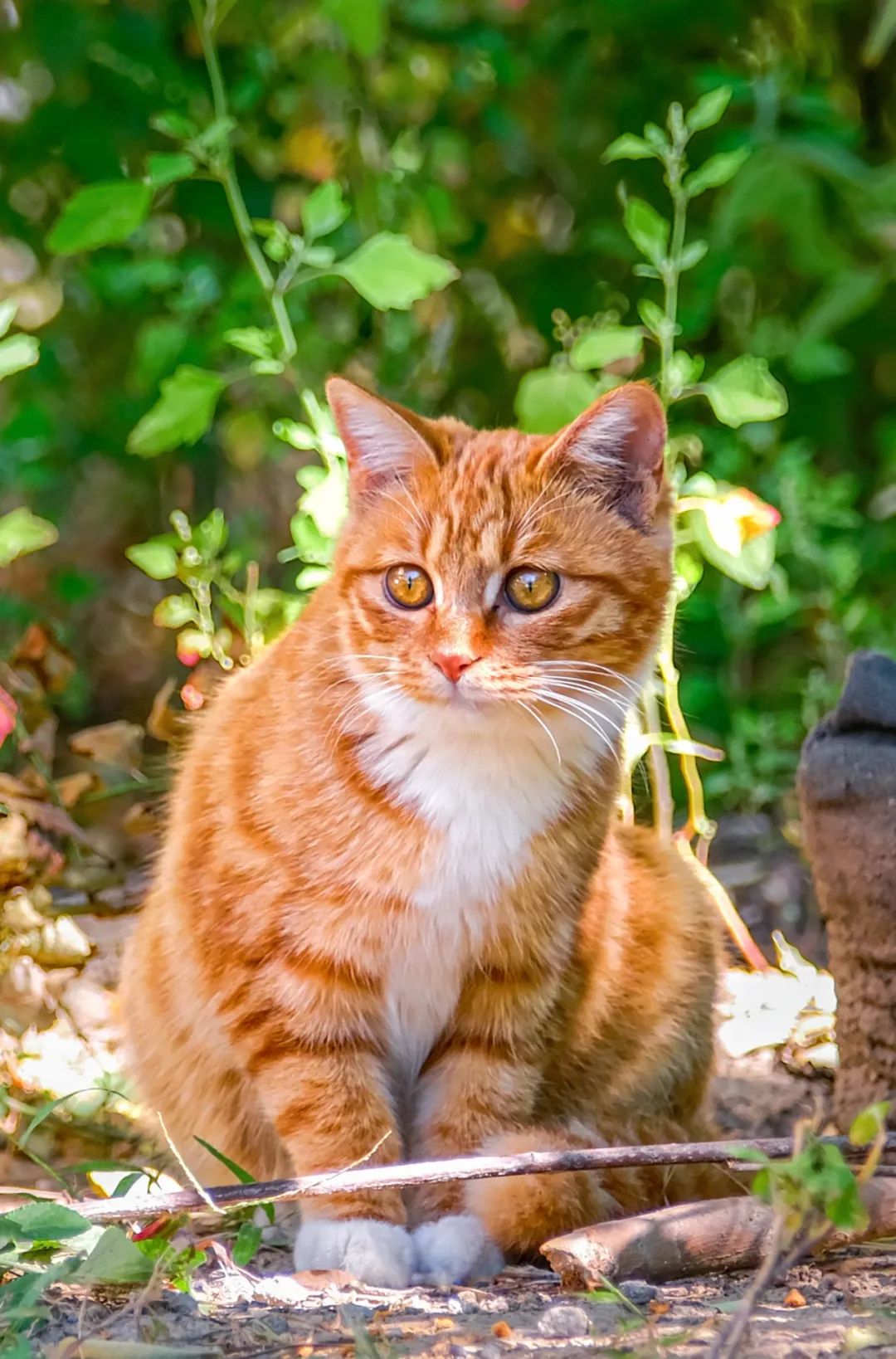 贸大猫猫全图鉴,你认识几只?