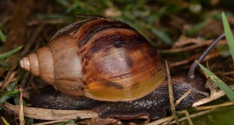 雨后常见的蜗牛品种