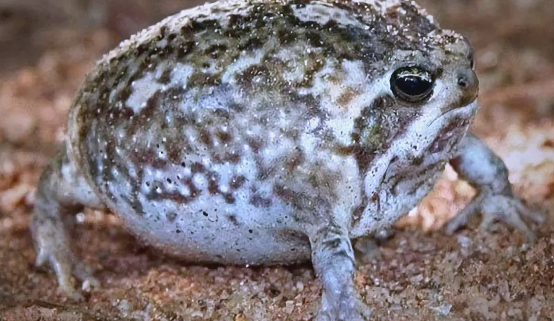 世界上独特可爱的青蛙,馒头蛙以圆滚滚的身体和奶油色斑点吸引眼球