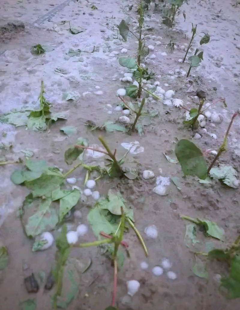 多地受冰雹灾害,农作物和农房受损严重,农民如何应对?