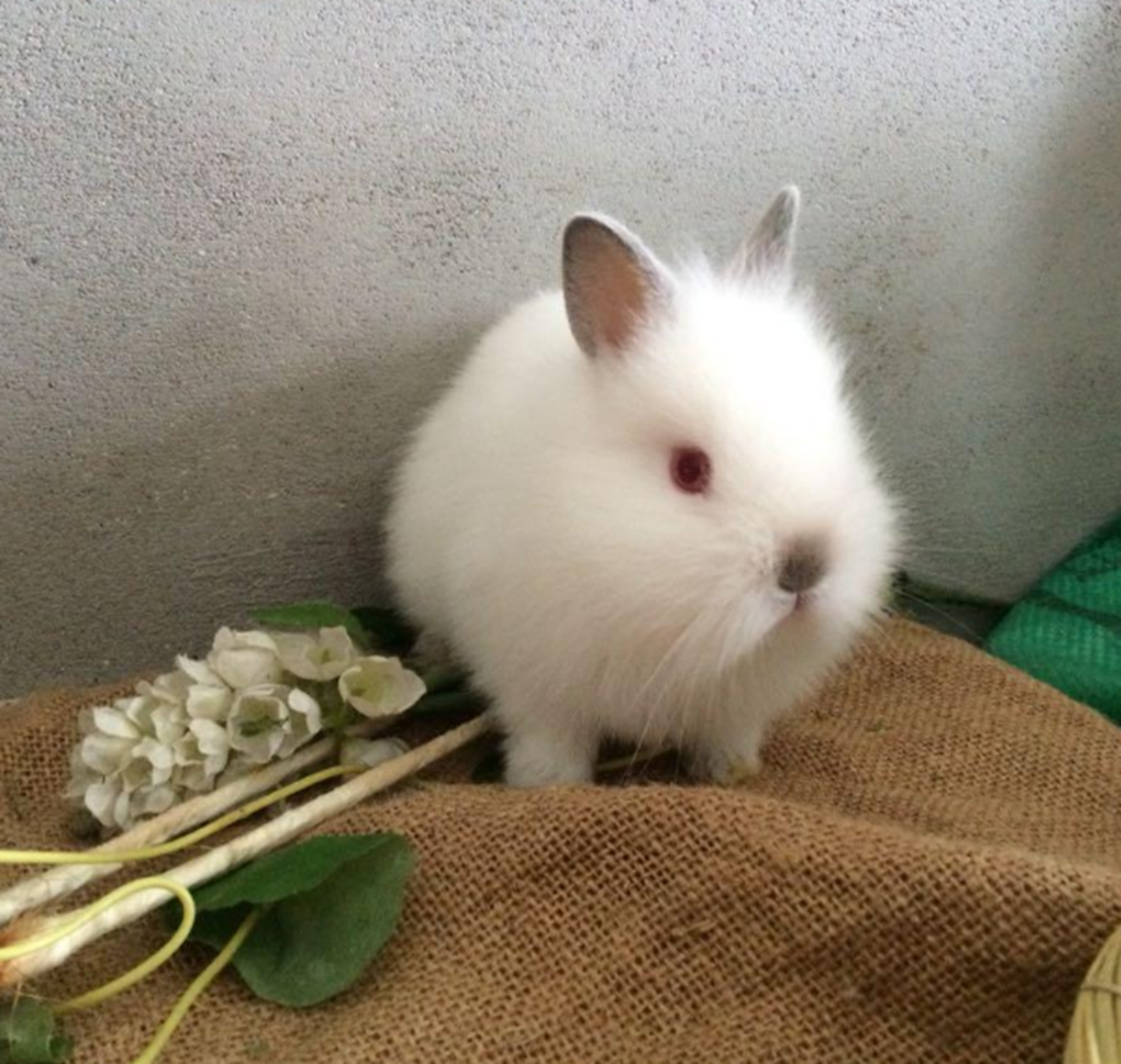 兔子是胎生还是卵生?兔子的怀孕周期是多久?