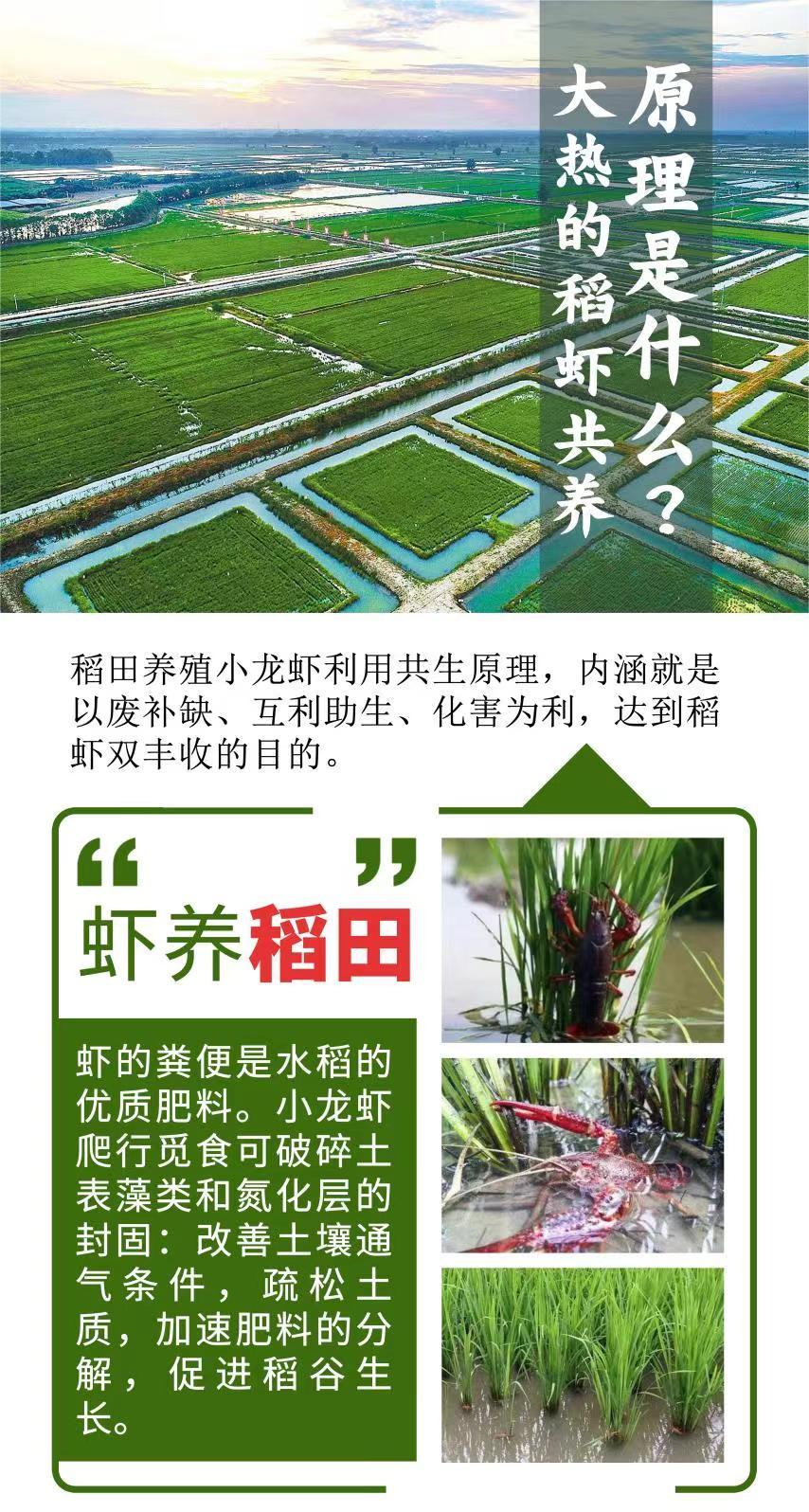 虾找虾,大热的稻虾共养原理是什么?