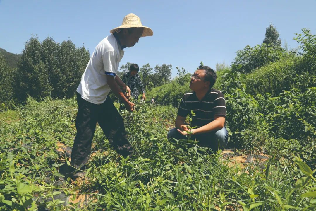 中国建设银行驻陕西汉阴县三柳村第一书记段泽:发展金银花产业红红